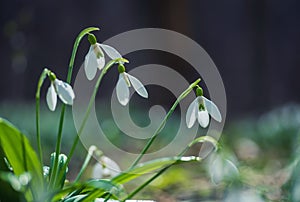 Spring snowdrop flowers in spring forest on blurred bokeh background