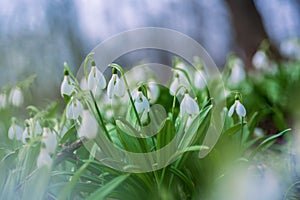 Spring snowdrop flowers in spring forest on blurred bokeh background