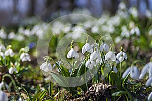 Spring snowdrop flowers in spring forest on blurred bokeh background