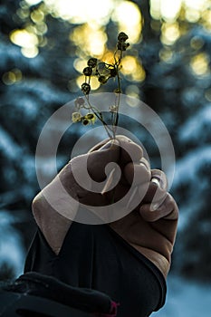 Spring Snowdrop Flowers with Water Drops in Spring Forest on Background of Sun and Blurred Bokeh Lights