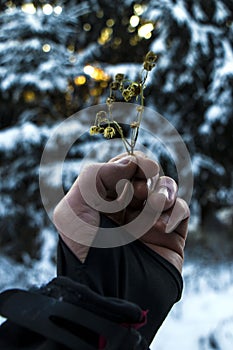 Spring Snowdrop Flowers with Water Drops in Spring Forest on Background of Sun and Blurred Bokeh Lights