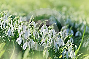 Spring snowdrops