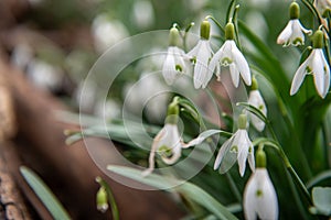 spring snowdrops forest park green