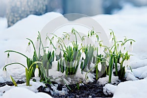 Spring snowdrops Galanthus Nivalis in snow