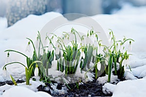 Spring snowdrops Galanthus Nivalis in snow photo