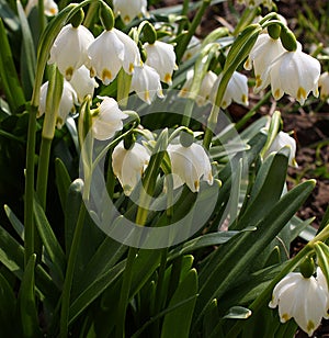 Spring snowdrops, snow-white flowers