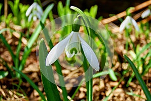 Spring snowdrops, the unpretentious messenger of spring photo