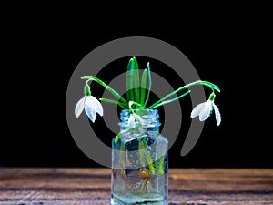 Spring snowdrops in a vase on a black background. Blooming bluebells snowdrops on a wooden board in glass