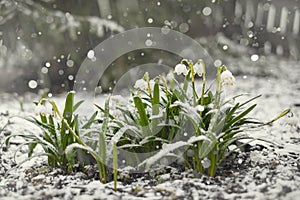 snowfall, snowdrops under the snow