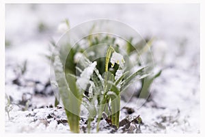 snowfall, snowdrops under the snow