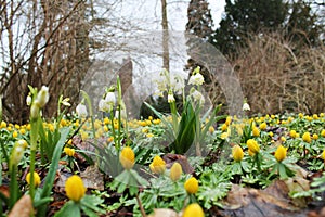 Spring snowflake and Eranthis hyemalis flowers