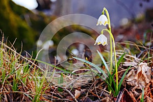 spring snowflake flower blooming in the forest