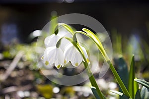 Spring snowflake flowers