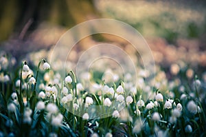 Spring snowflake flowers blossom, blooming in natural environment of forest, woods. Spring background with strong bokeh