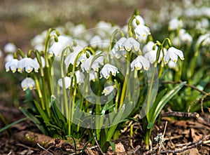 spring snowflake flowers in latin leucojum vernum