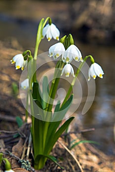 spring snowflake flowers in latin leucojum vernum photo