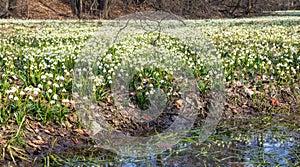 spring snowflake flowers in latin leucojum vernum photo