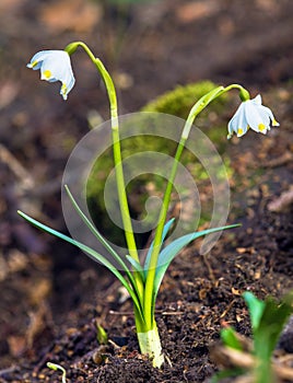 spring snowflake flowers in latin leucojum vernum photo