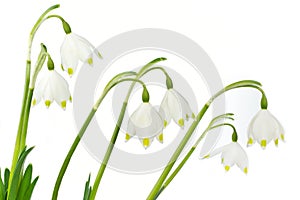 Spring snowflake flowers (Leucojum vernum) photo