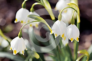 Spring Snowflake flowers Leucojum vernum