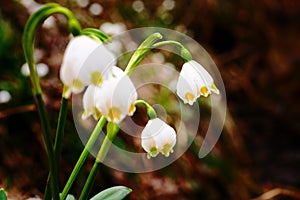 Spring snowflake flowers Leucojum vernum blooming in sunset