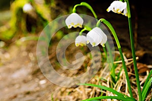 Spring snowflake flowers Leucojum vernum blooming in sunset