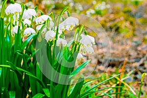 Spring snowflake flowers Leucojum vernum blooming in sunset