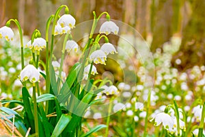 Spring snowflake flowers Leucojum vernum blooming in sunset