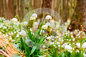 Spring snowflake flowers Leucojum vernum blooming in sunset