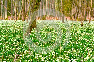 Spring snowflake flowers Leucojum vernum blooming in sunset