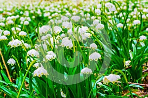 Spring snowflake flowers Leucojum vernum blooming in sunset