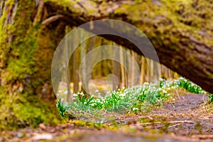 Spring snowflake flowers Leucojum vernum blooming in sunset