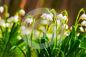 Spring snowflake flowers Leucojum vernum blooming in sunset