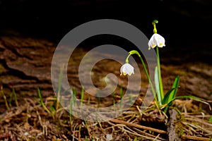 Spring snowflake flowers Leucojum vernum blooming in sunset