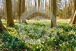 Spring snowflake flowers Leucojum vernum blooming in sunset