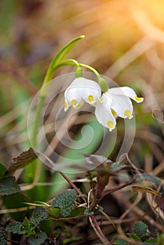 Spring snowflake flowers (Leucojum vernum). Soft focus