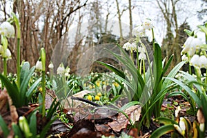 Spring snowflake flowers in Rogalin in Poland