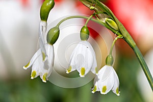 Spring snowflake leucojim vernum flowers