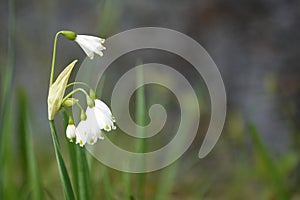 Spring Snowflake Leucojum Flowers