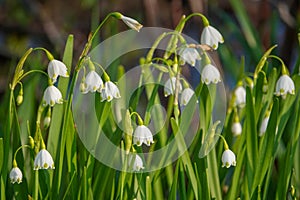 Spring Snowflake Leucojum Flowers