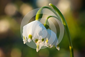 Spring Snowflake - Leucojum vernum 1