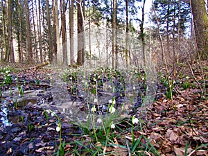 Spring snowflake (Leucojum vernum) flowers