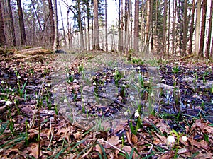 Spring snowflake (Leucojum vernum) flowers