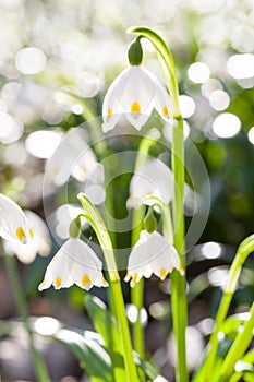 Spring snowflake Leucojum vernum in front of many other flowers