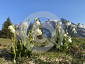 Spring snowflake Leucojum vernum, MÃ¤rzenglÃ¶ckchen Maerzengloeckchen, MÃ¤rzenbecher Maerzenbecher, FrÃ¼hlings-Knotenblume