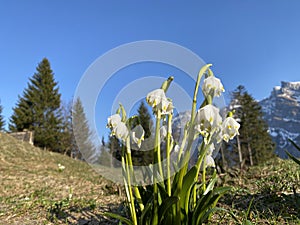 Spring snowflake Leucojum vernum, MÃ¤rzenglÃ¶ckchen Maerzengloeckchen, MÃ¤rzenbecher Maerzenbecher, FrÃ¼hlings-Knotenblume