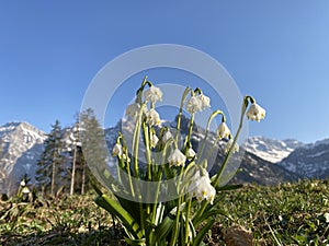 Spring snowflake Leucojum vernum, MÃ¤rzenglÃ¶ckchen Maerzengloeckchen, MÃ¤rzenbecher Maerzenbecher, FrÃ¼hlings-Knotenblume