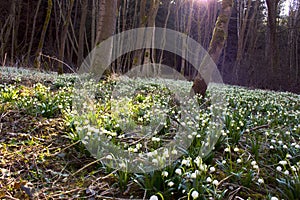 Spring snowflake, snowdrop flowers