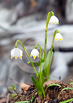 Spring Snowflake, Summer Snowflake or Loddon Lily