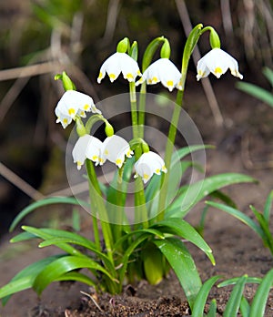 Spring Snowflake, Summer Snowflake or Loddon Lily